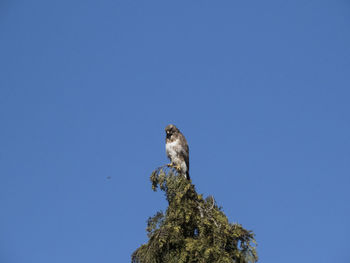 Low angle view of bird perching on tree against clear blue sky