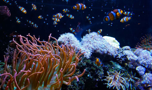 View of fish swimming in sea