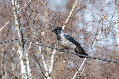 Bird perching on a tree