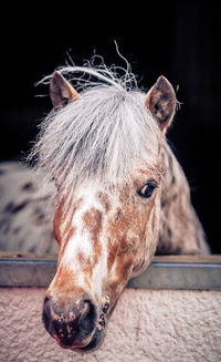 Close-up portrait of horse in stable