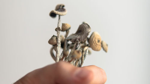 Close-up of hand holding wilted over white background