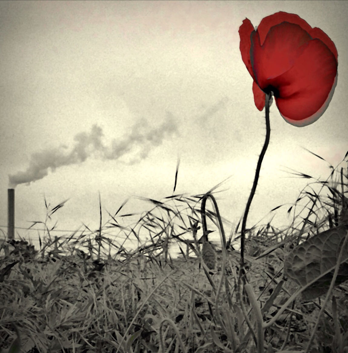 flower, plant, growth, stem, sky, red, fragility, field, nature, freshness, beauty in nature, petal, flower head, close-up, poppy, no people, day, outdoors, tranquility, growing