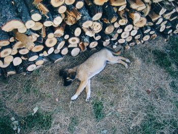 Puppy sleeping next to a stack of logs