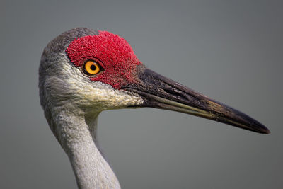 Close-up of sandhill crane