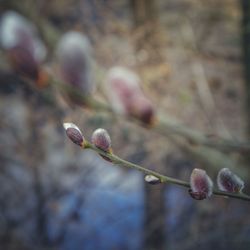 Close-up of buds on twig