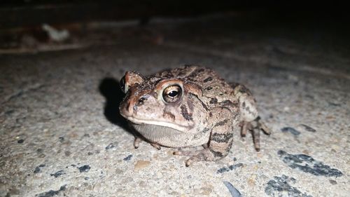 Close-up of lizard