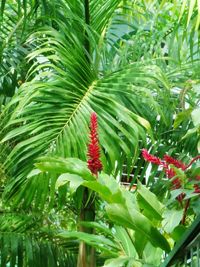 Close-up of fresh red plant