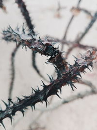 Close-up of spiked plant stem