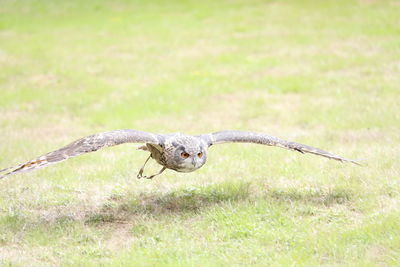 Bird flying over a field