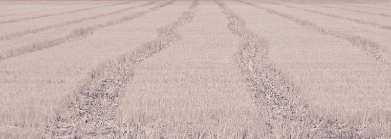 Scenic view of agricultural field