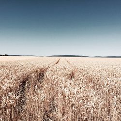 Scenic view of landscape against clear sky