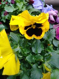 Close-up of yellow flowering plant