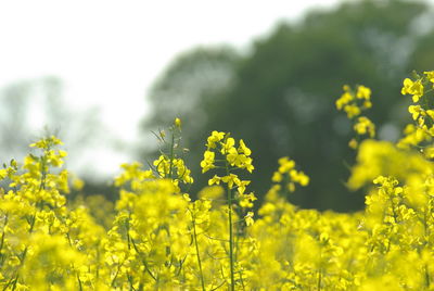 Scenic view of oilseed rape field