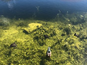 High angle view of ducks in lake