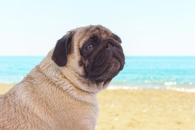 Sad pug dog sits on the beach and looks at the sea. pug relaxing and chilling out