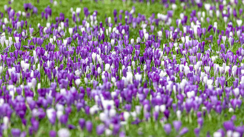 Close-up of purple crocus flowers