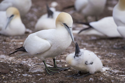 Closeup of northern gannet tending to fledgling in its breeding colony of bonaventure island, percé
