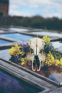 Close-up of animal skull by flowers