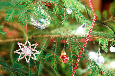 Close-up of christmas tree