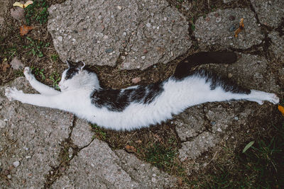 Directly above shot of cat stretching while sleeping on field