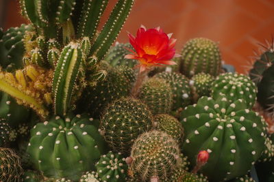 Close-up of succulent plant