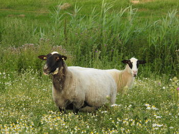 Sheep standing in a field