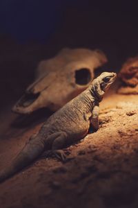 Close-up of lizard on field