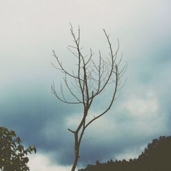 Low angle view of bare trees against cloudy sky