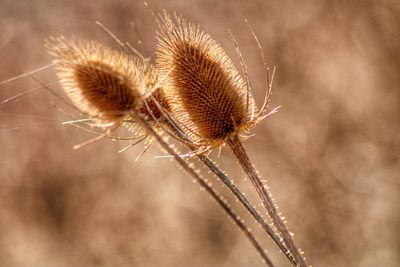 Close-up of an insect on thistle