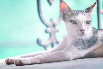 Close-up of cat sitting against wall