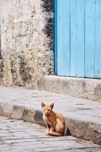 Portrait of cat sitting on road