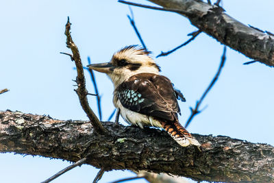 Low angle view of bird perching on tree against sky