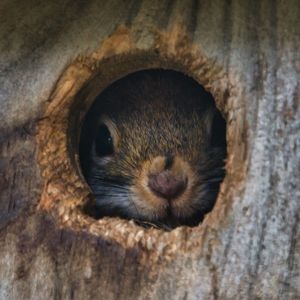 Close-up of squirrel