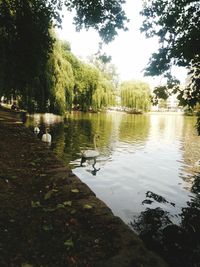 Calm lake with trees in background