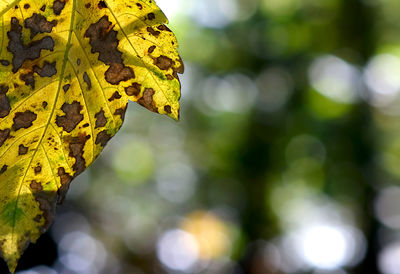 Close-up of yellow maple leaves against blurred background