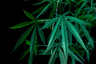 Close-up of fresh green plant against black background