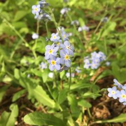 Close-up of flowers blooming outdoors