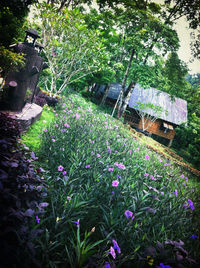 flower