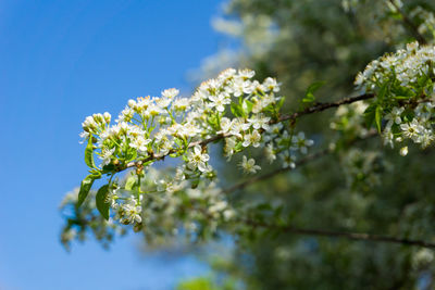 Close-up of blooming tree