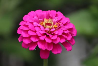 Close-up of pink flower