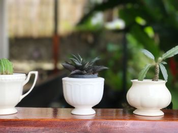 Close-up of potted plant on table