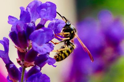 Close-up of bee pollinating on purple flower