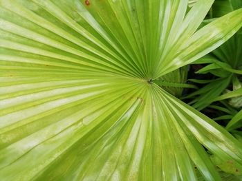 Full frame shot of palm leaves