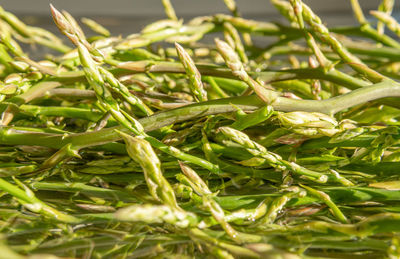 Close-up of fresh green plants