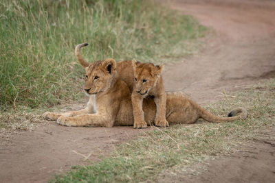 Lioness with cub resting on field