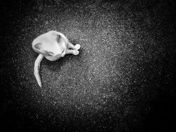 High angle view of dog in mouth