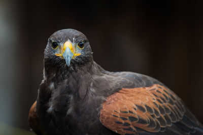 Close-up portrait of eagle