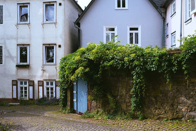 Trees and plants growing outside building