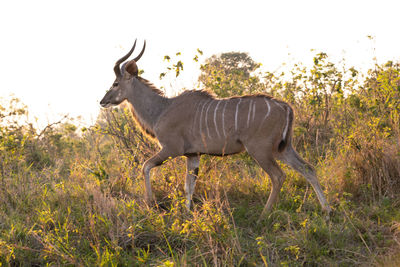 Side view of a horse on land