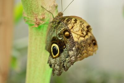 Close-up of lizard